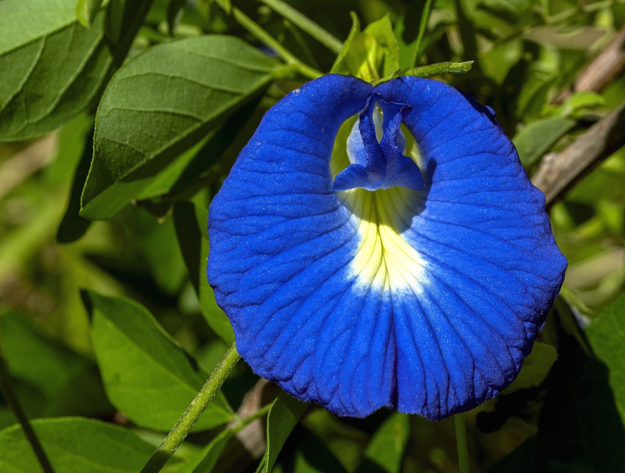 Butterfly Pea