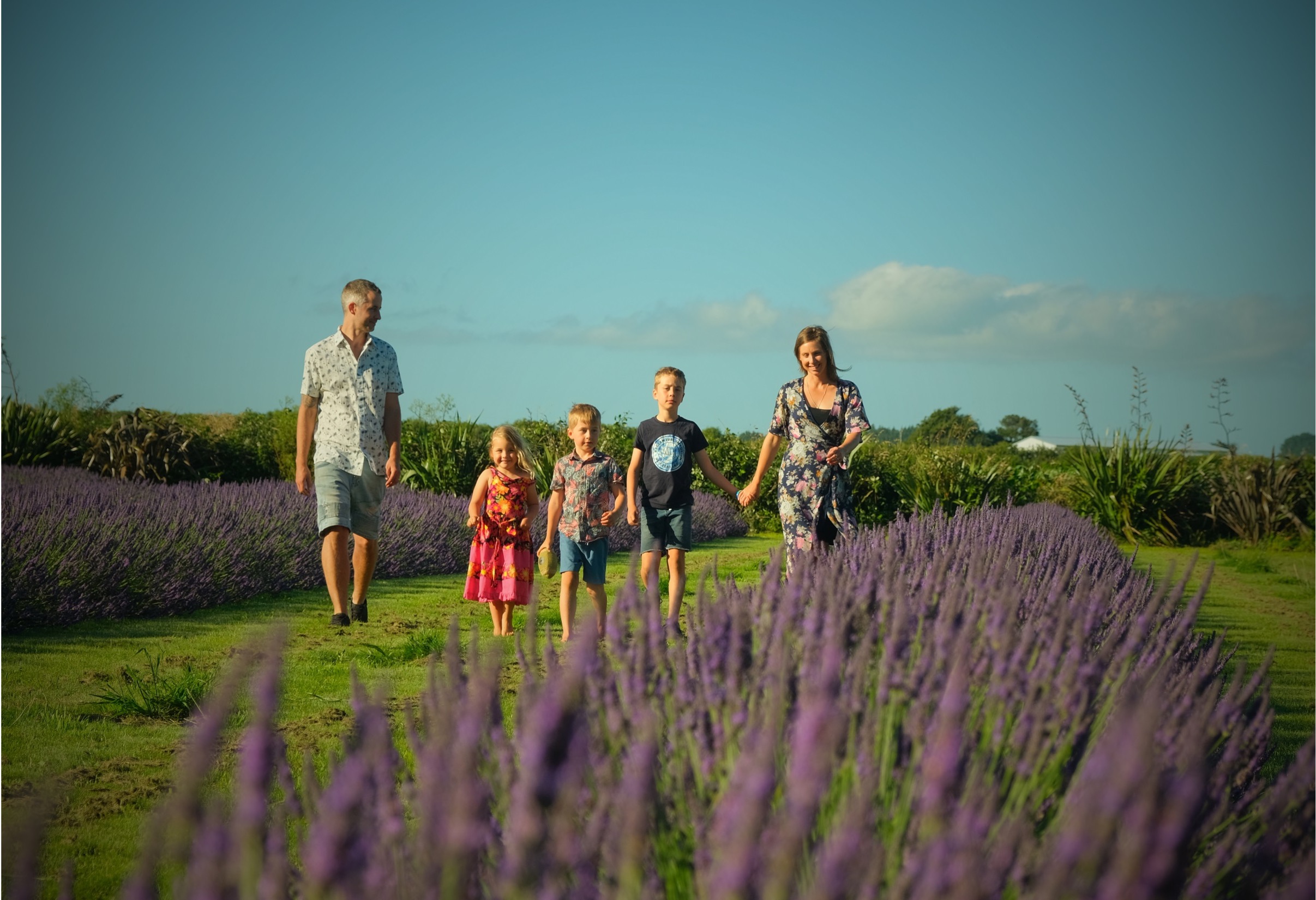 Still Stories ‘How we distil our lavender essential oil’