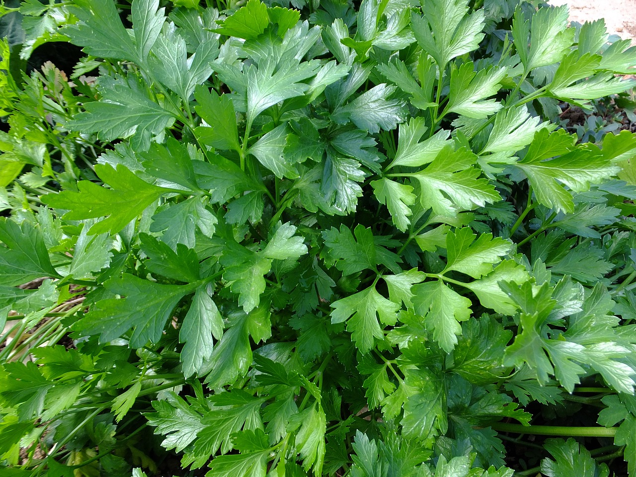 Roots, stems and all—parsley hydrosol