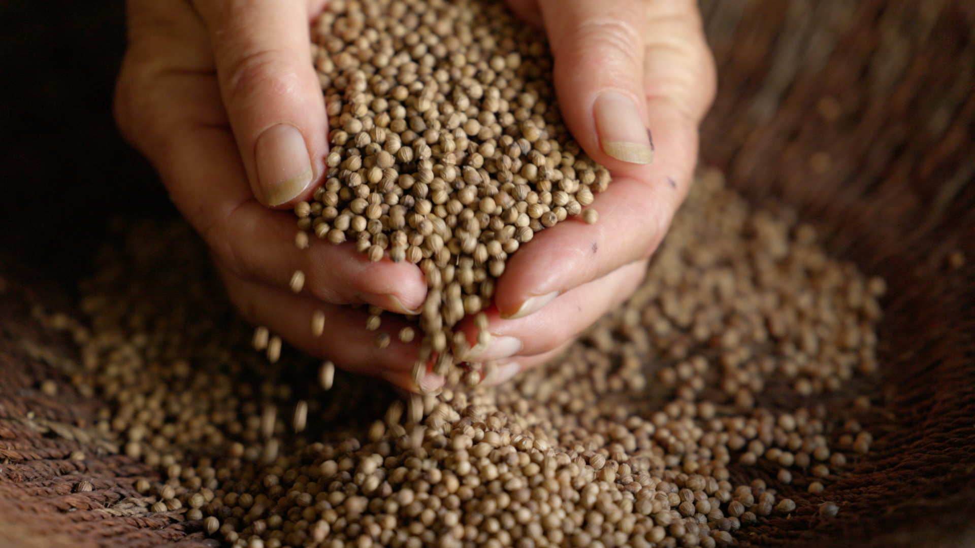 What variety is your coriander seed? It makes a difference.